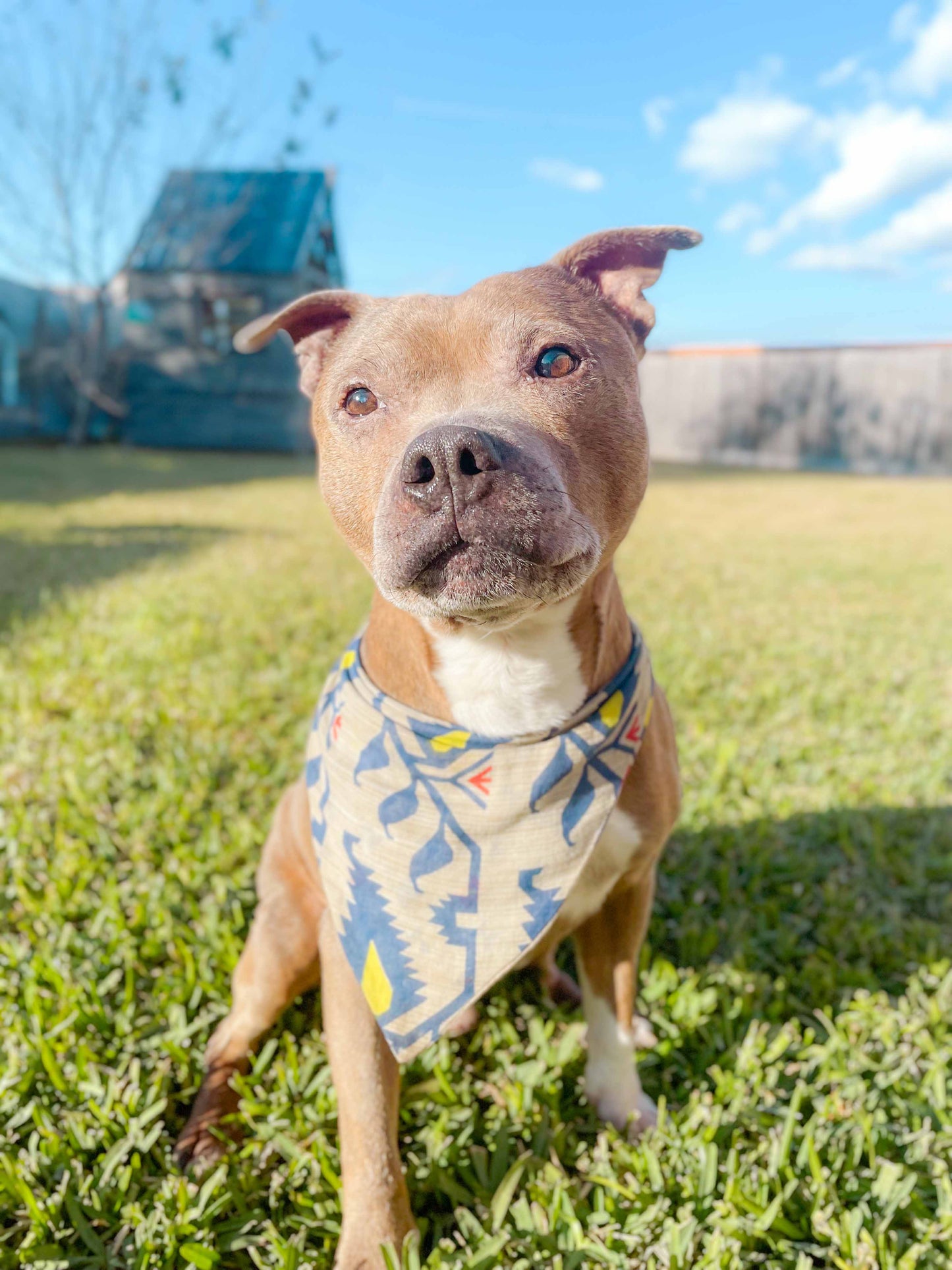 Saree Pet Bandana | Medium
