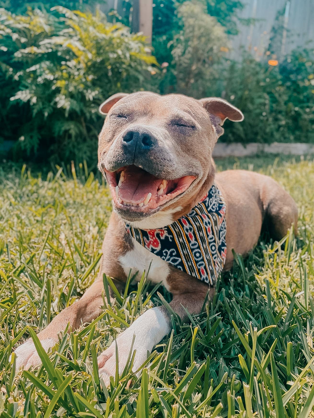 Saree Pet Bandana | Large