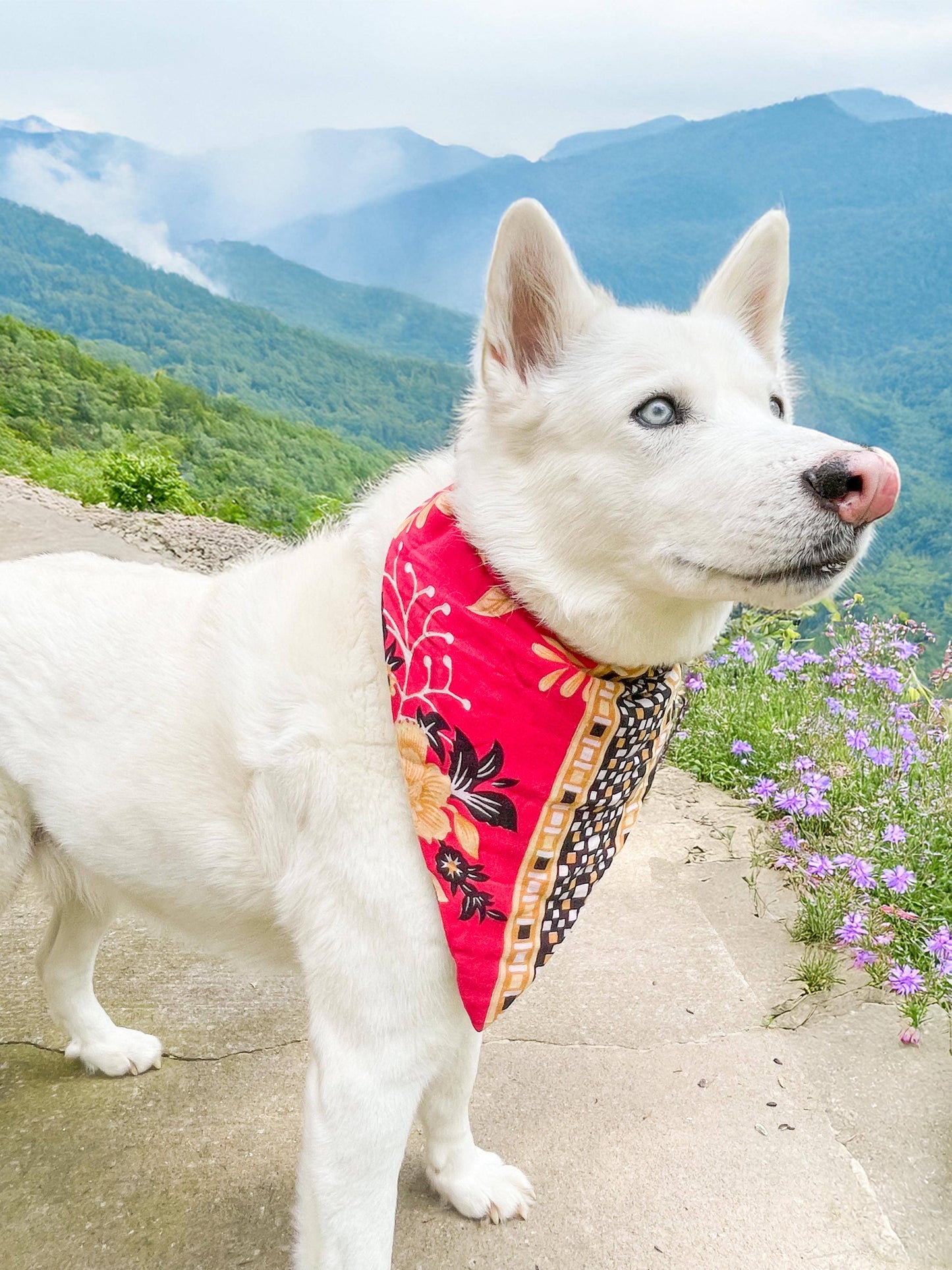 Saree Pet Bandana | Large