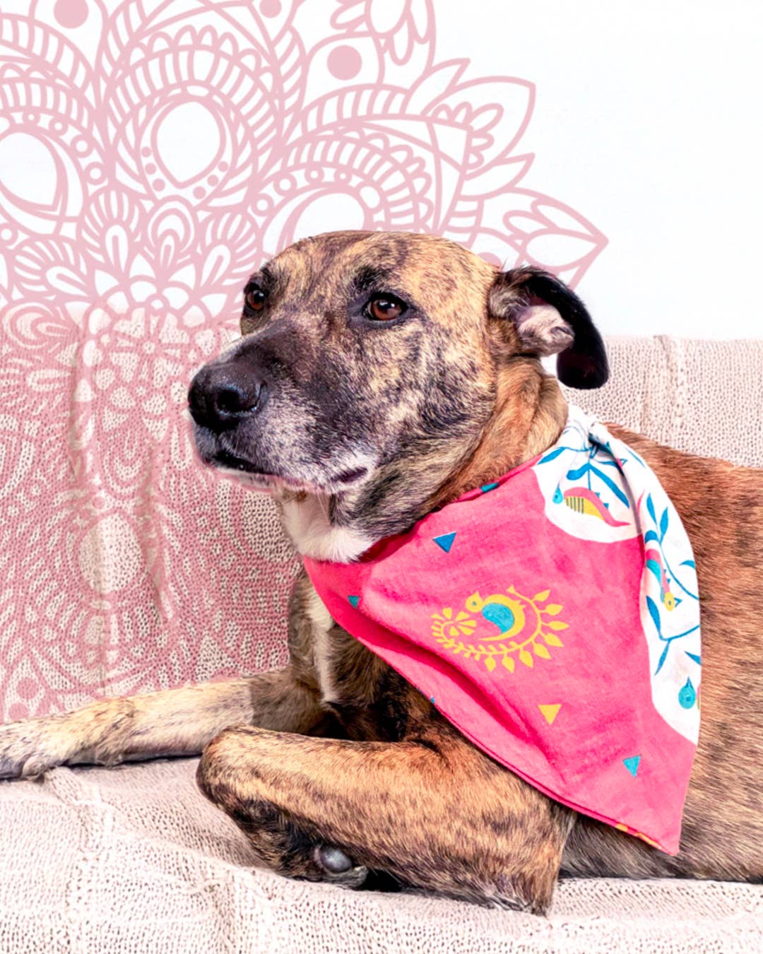 Saree Pet Bandana | Large