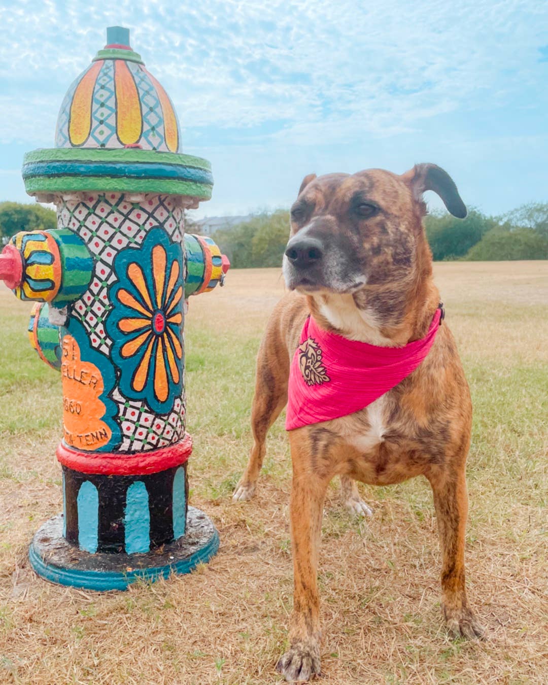 Saree Pet Bandana | Medium