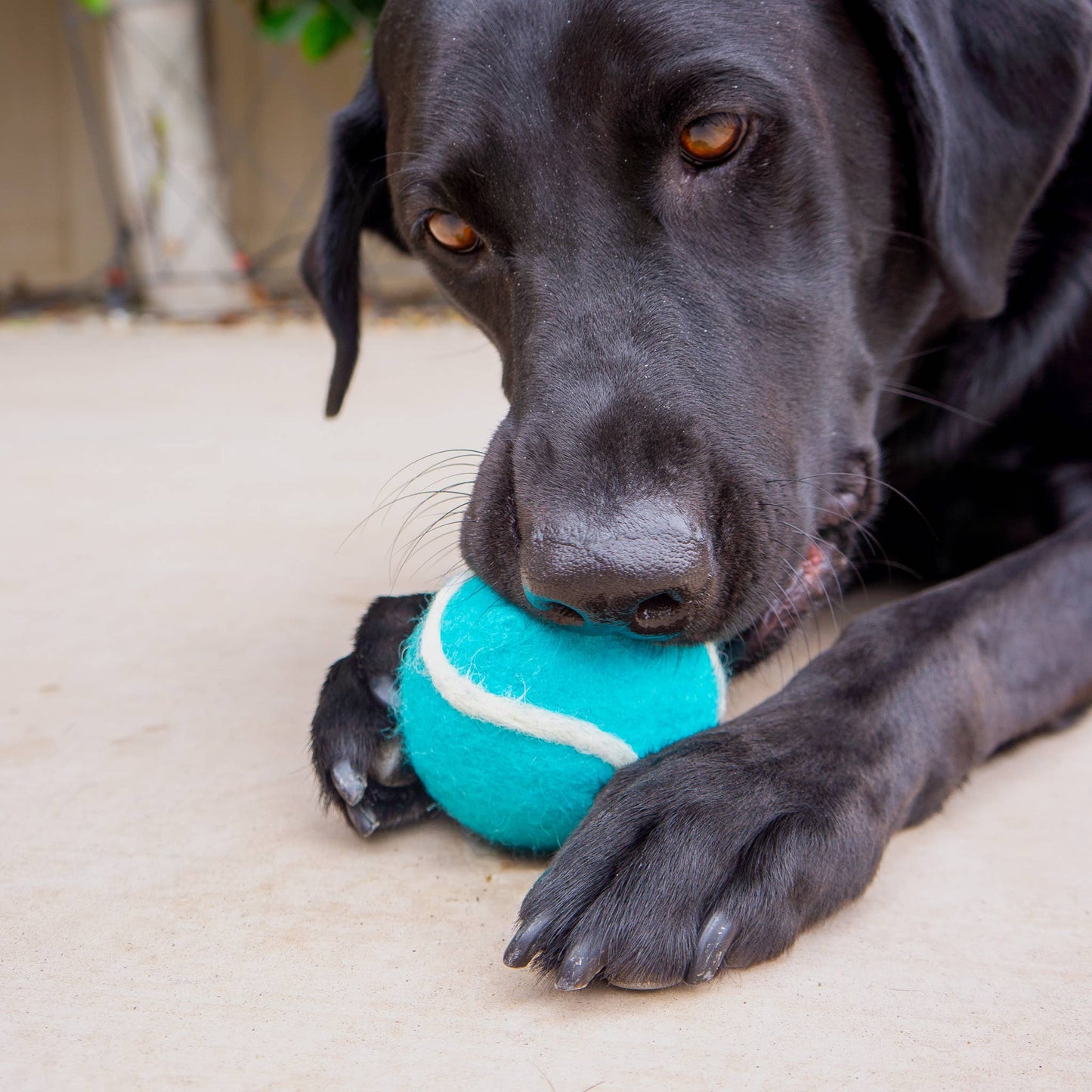Pet Toy Tennis Wool Ball - Set of 2 - Dog Cat - TEAL & GREEN