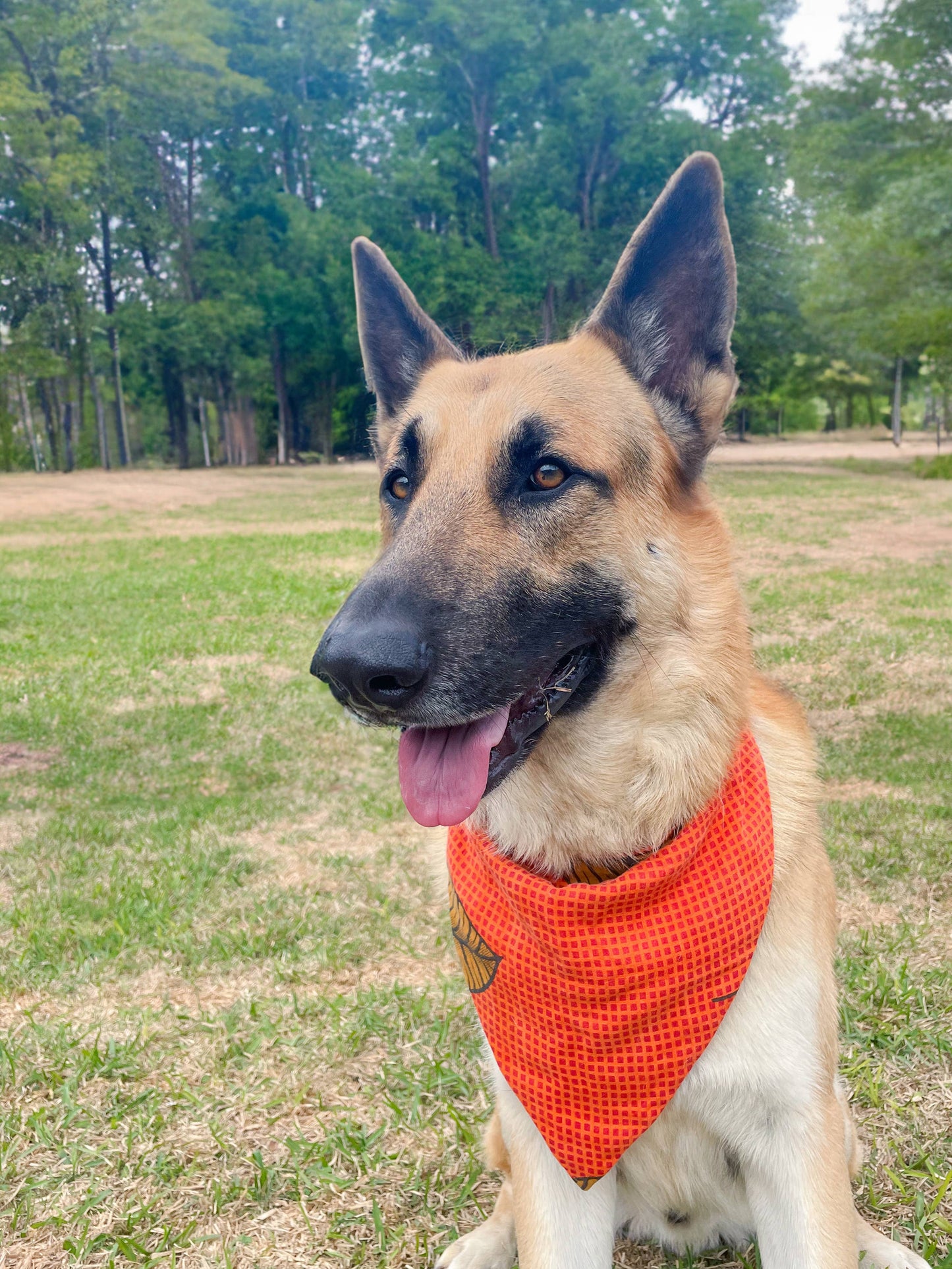 Saree Pet Bandana | Large