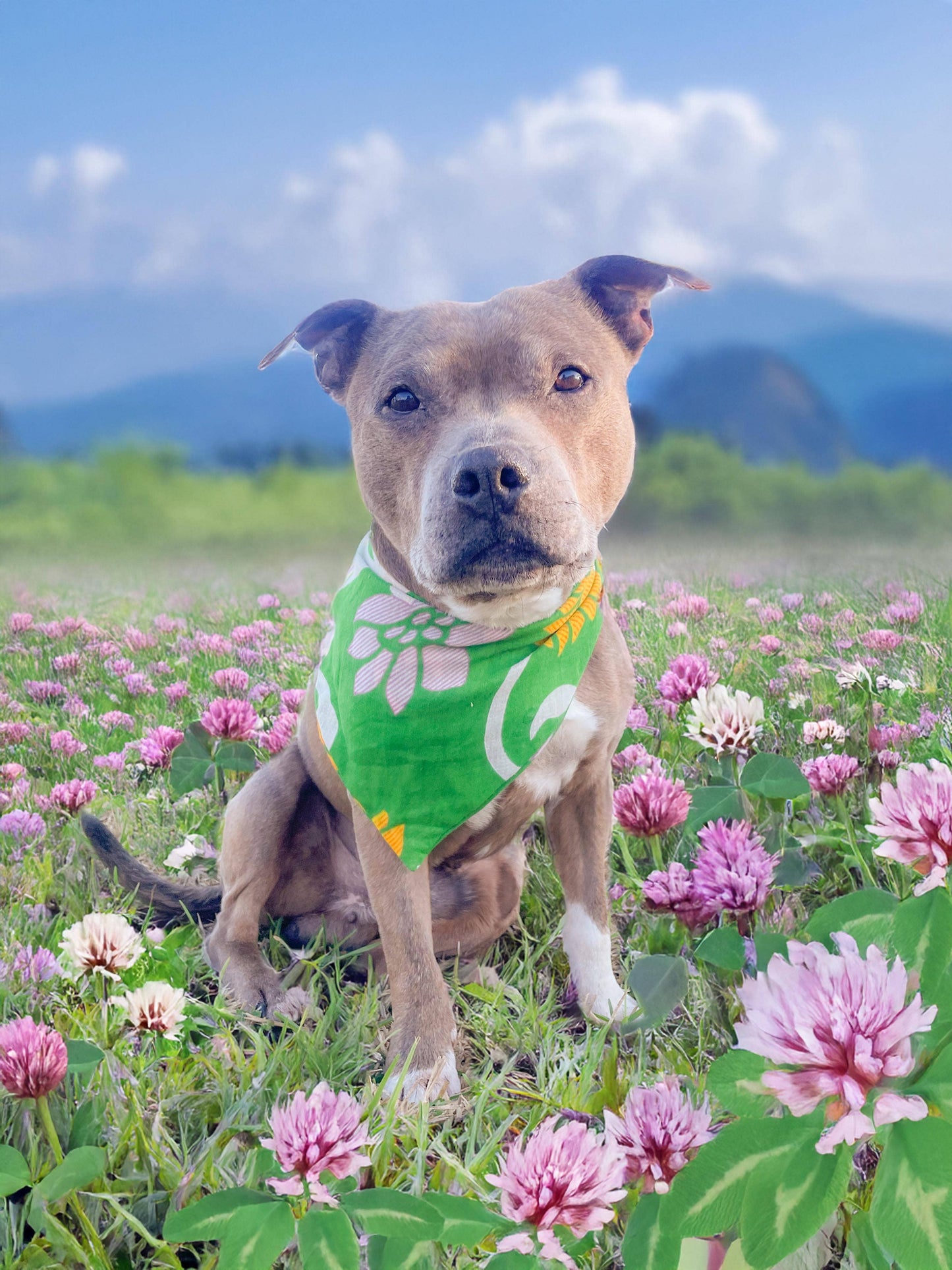 Saree Pet Bandana | Medium
