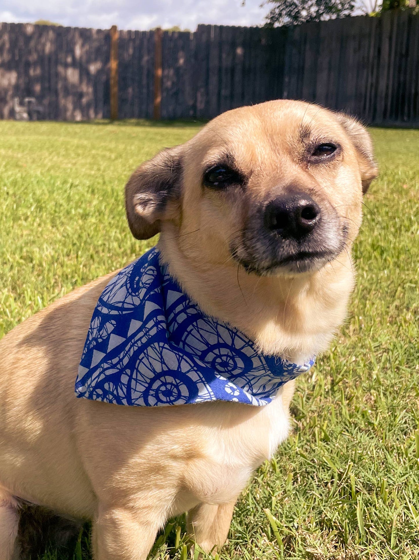 Saree Pet Bandana | Medium